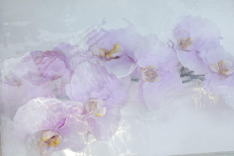 Beautiful flowers floating in the water